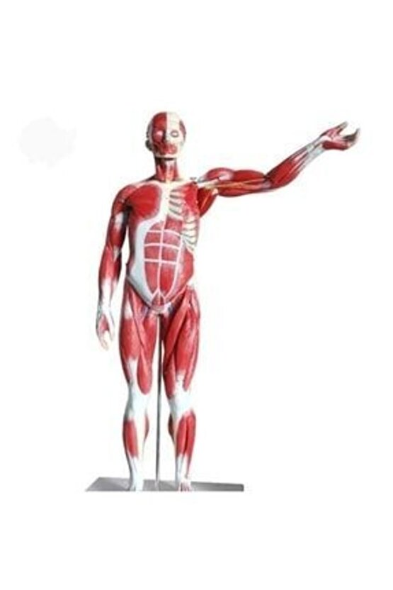 Tüm Vücut Kas EğitimMaketi Model 37