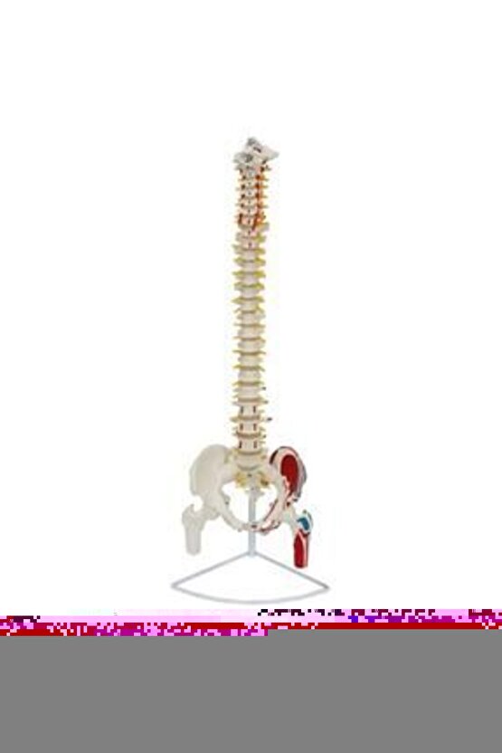 Omurga Maketi 85 CmModel 17