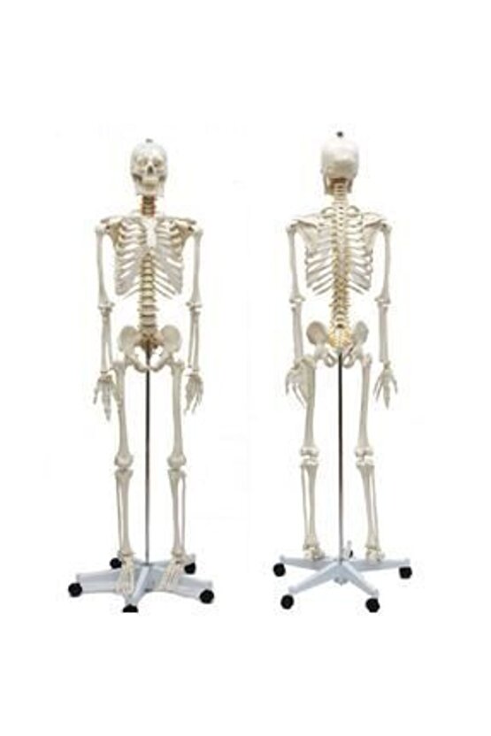 Tam Iskelet Maketi 170Cm Model 10