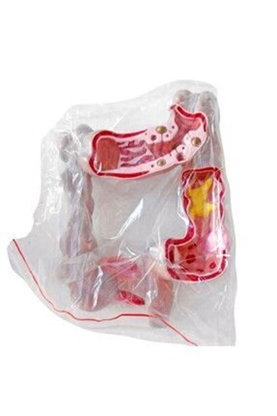 Kalınbağırsak Maketimodel 54