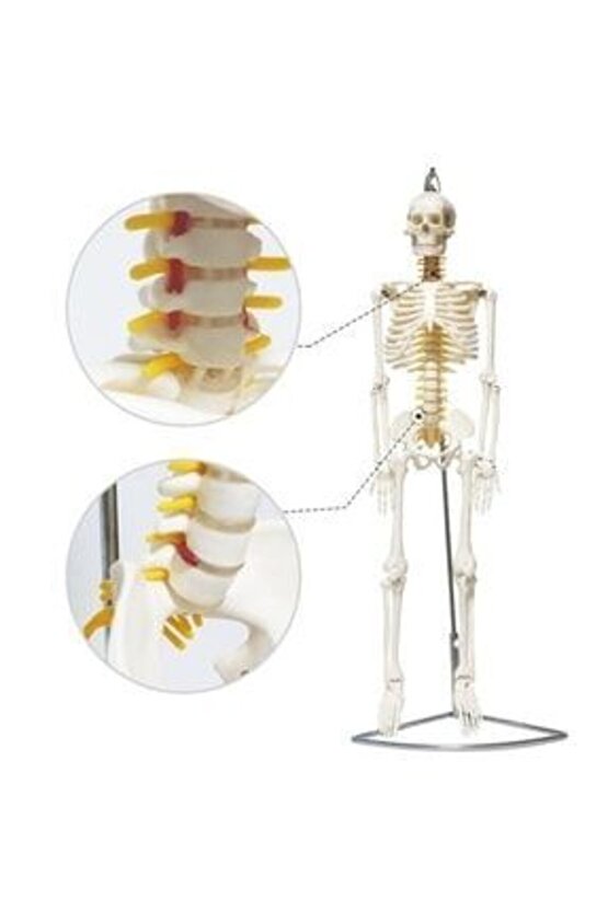 Tam Iskelet Maketi 85 CmModel 6