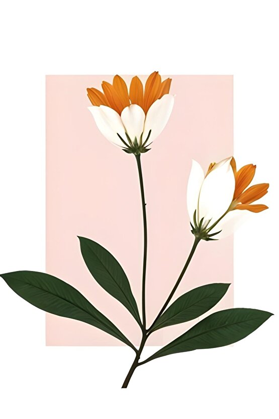 Coloplast Elastik Bant 20li Kutu Brava (Aybant ) C Bant