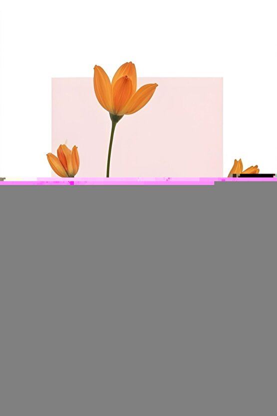 Matisse - Sanat - Soyut - Doğa - Yaşam ( Tekli Çerçevesiz ) Poster - Afiş - Tablo MKKM2530