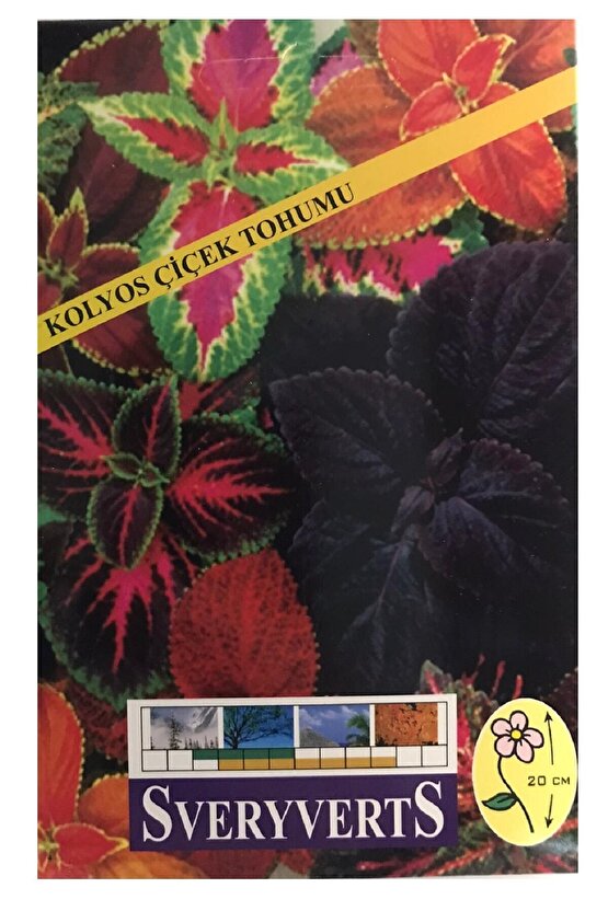 Kolyos Yaprağı Güzel Çiçeği Tohum U Paket