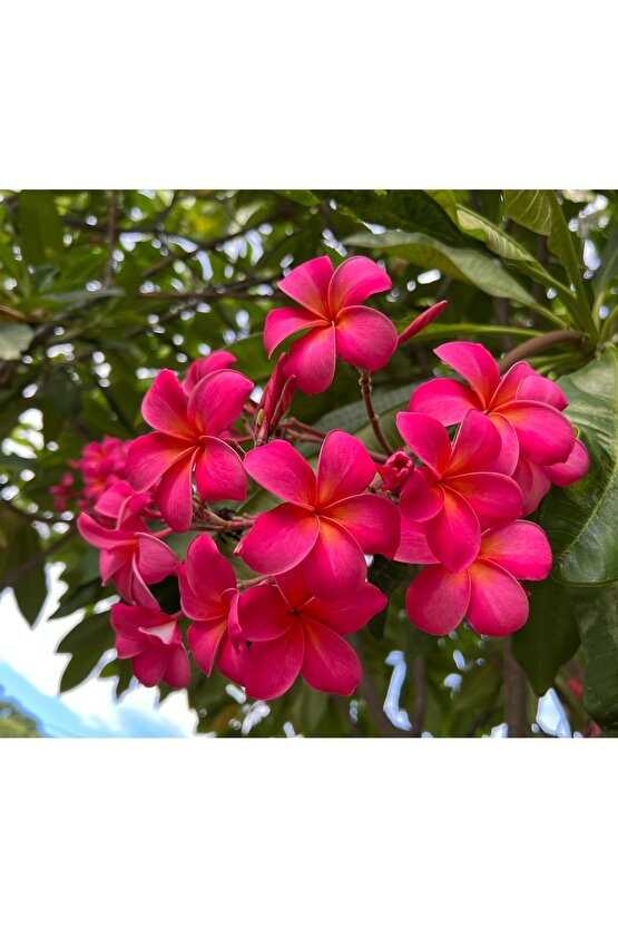 Karışık Renklerde 10 Adet Plumeria Tohumu
