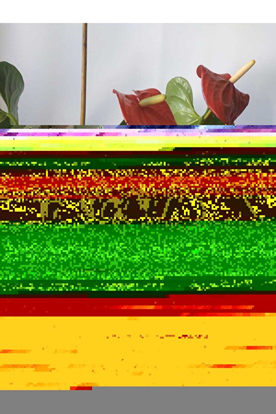 5li Paket Gazlı Içecek Şişelerine Uyumlu Çiçek, Fidan Sulama Aparatı, Tatilde Çiçek Sulayan Aparat