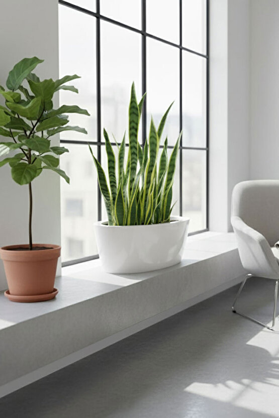 Aura Elipso Elips Fiber Saksı 40x30x20cm Mat - İç ve Dış Mekan