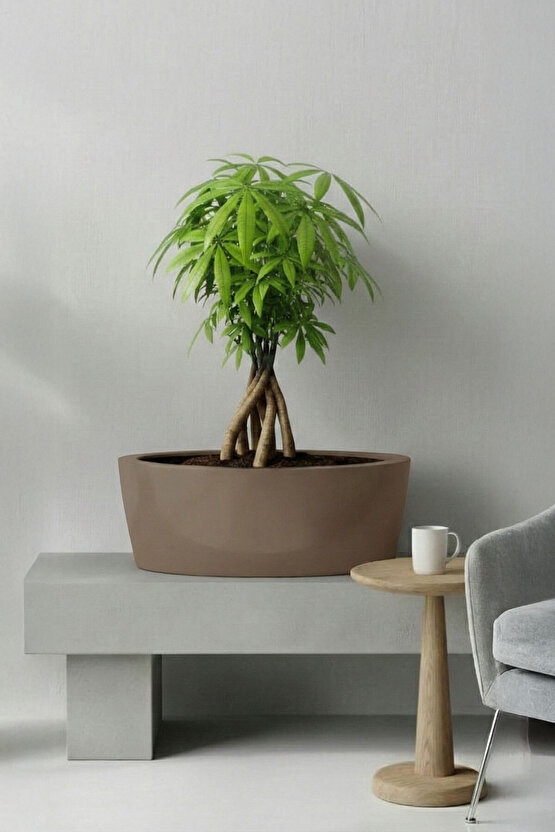 Aura Elipso Elips Fiber Saksı 40x30x20cm Mat - İç ve Dış Mekan