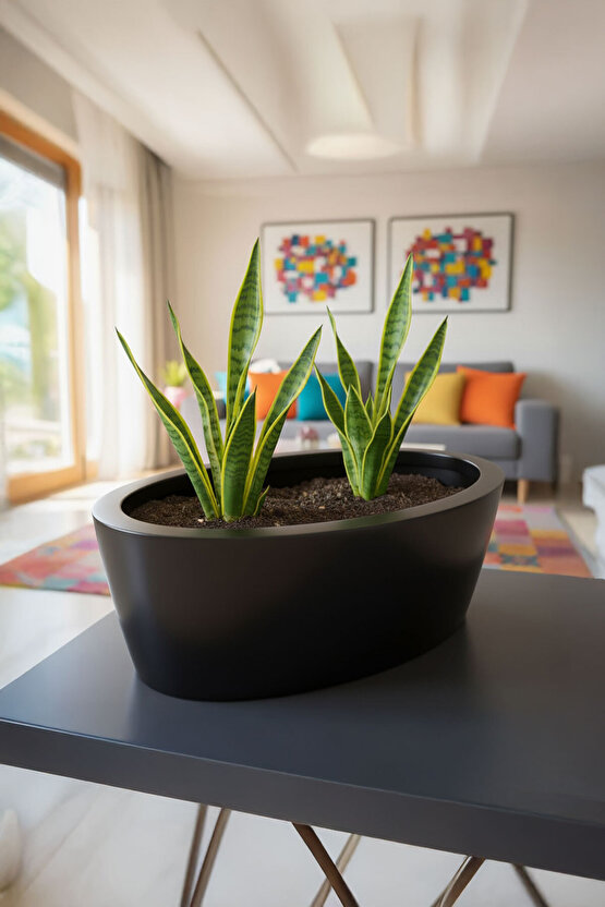 Aura Elipso Elips Fiber Saksı 40x30x20cm Mat - İç ve Dış Mekan