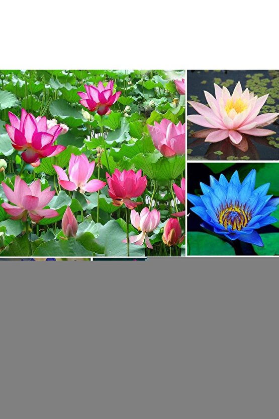 Elegan Çilekli Şeker 1 kg