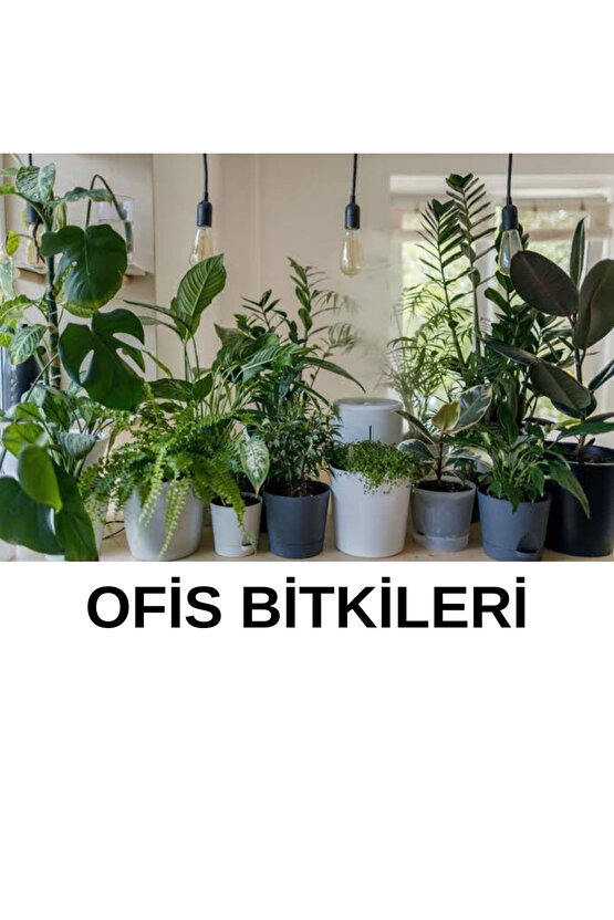 İlk Gün Etkili 500 ml Orkideler+Tüm Süs Bitkileri Besini