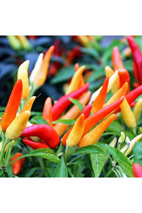 Tabasco acı biber tohumu