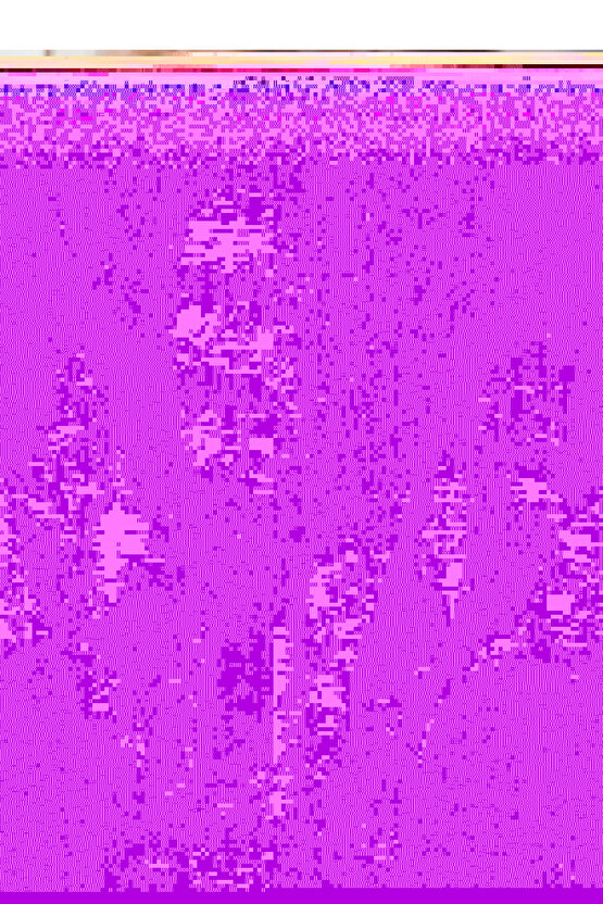 Kadın Uzun Kollu Dantelli Kapşonlu Viskon Iki Iplik Bluz