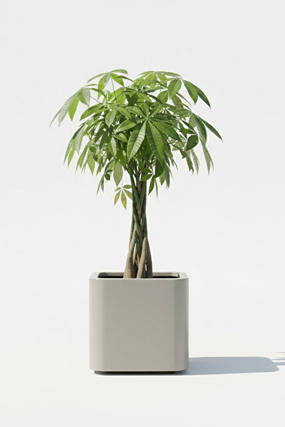 Aura Softbox 30x35cm Fiber Soft-Küp Saksı - Mat - Büyük Saksı - Fiberglass saksı