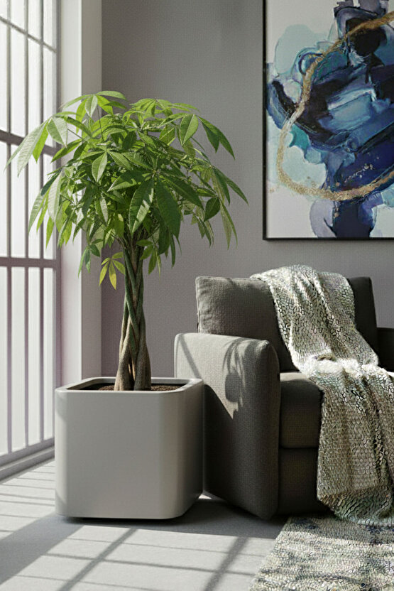 Aura Softbox 30x35cm Fiber Soft-Küp Saksı - Mat - Büyük Saksı - Fiberglass saksı