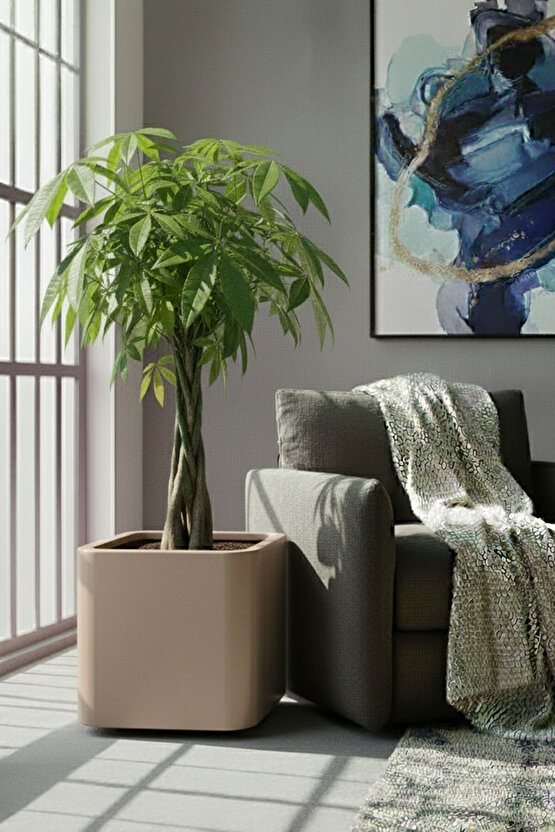 Aura Softbox 30x35cm Fiber Soft-Küp Saksı - Mat - Büyük Saksı - Fiberglass saksı