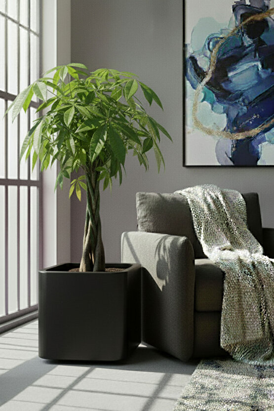 Aura Softbox 30x35cm Fiber Soft-Küp Saksı - Mat - Büyük Saksı - Fiberglass saksı