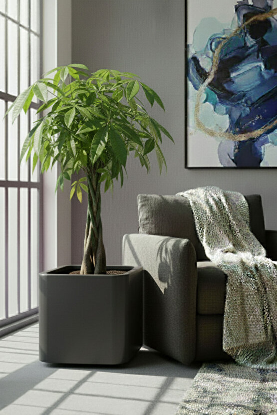 Aura Softbox 30x35cm Fiber Soft-Küp Saksı - Mat - Büyük Saksı - Fiberglass saksı