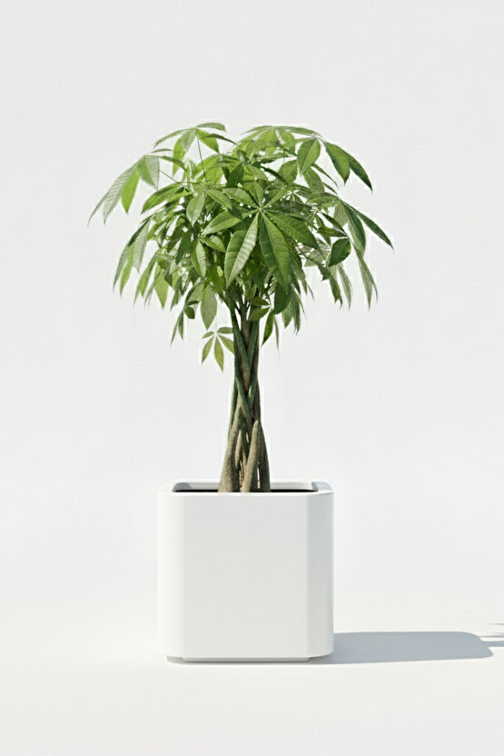 Aura Softbox 30x35cm Fiber Soft-Küp Saksı - Mat - Büyük Saksı - Fiberglass saksı