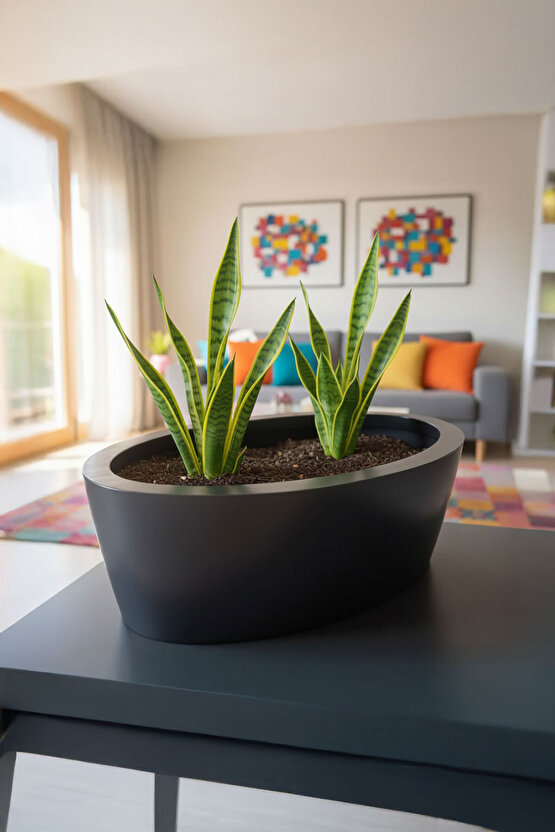 Aura Elipso Elips Fiber Saksı 40x30x20cm Mat - İç ve Dış Mekan