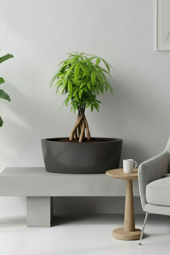 Aura Elipso Elips Fiber Saksı 40x30x20cm Mat - İç ve Dış Mekan