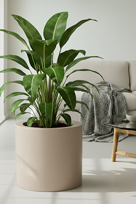 Aura Cylindro 50x50cm Fiber Silindir Saksı - Mat - Büyük Saksı - Üst Açıklık 42cm