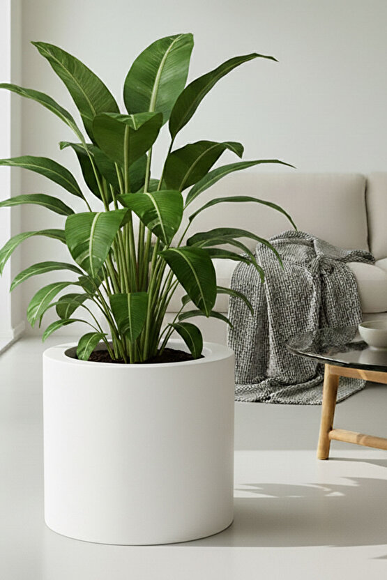 Aura Cylindro 50x50cm Fiber Silindir Saksı - Mat - Büyük Saksı - Üst Açıklık 42cm