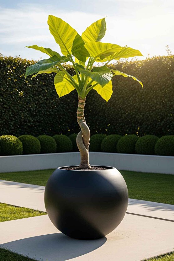 Aura Sphere Fiber Küre Saksı - Çap 60cm x Yükseklik 50cm Büyük Boy