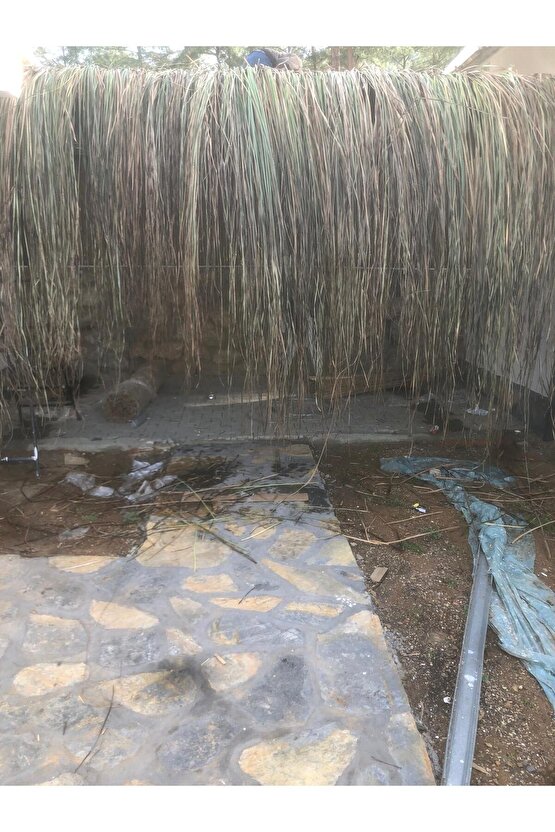 Dekoratif Doğal Püskül Otu, Saçak Otu  Saçak Otu Yükseklik 170 cm x Genişlik 2 Metre