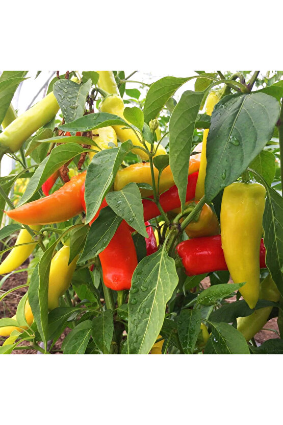 Tatlı sivri biber tohumu geleneksel macar mum biberi