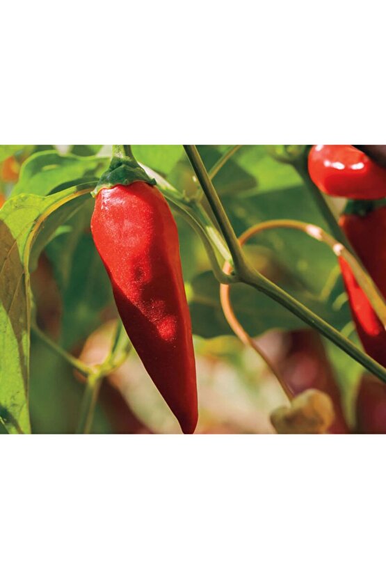 Tabasco Acı Biber Tohumu