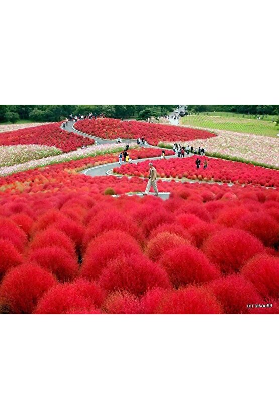 Süpürge Otu Tohumu (30 Adet)