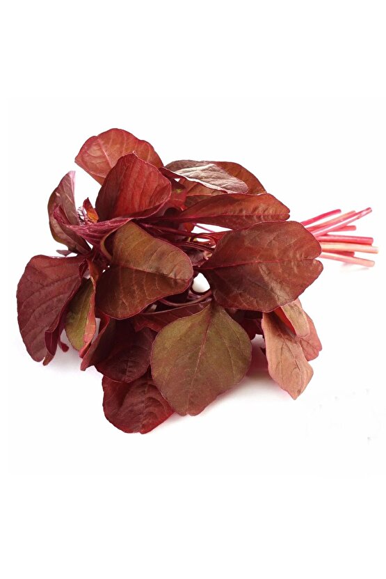 Kırmızı amaranth tohumu geleneksel şifalı amaranthus red garnet
