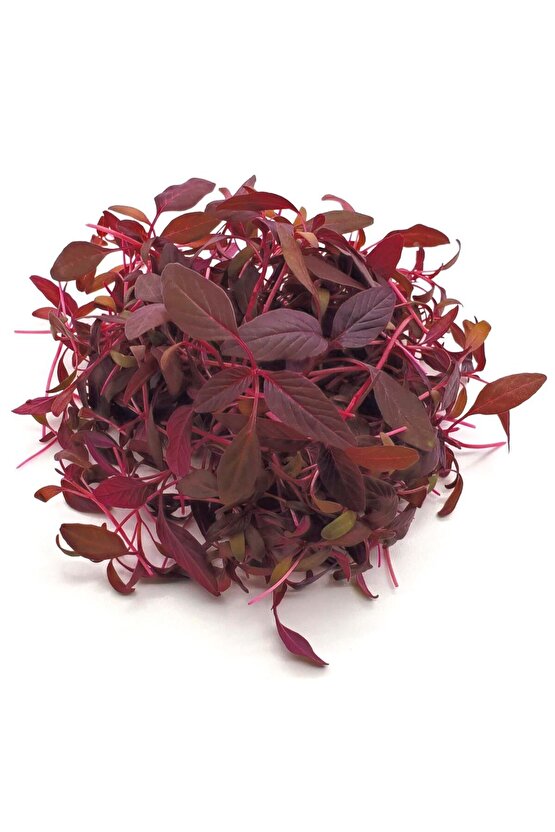 Kırmızı amaranth tohumu geleneksel şifalı amaranthus red garnet