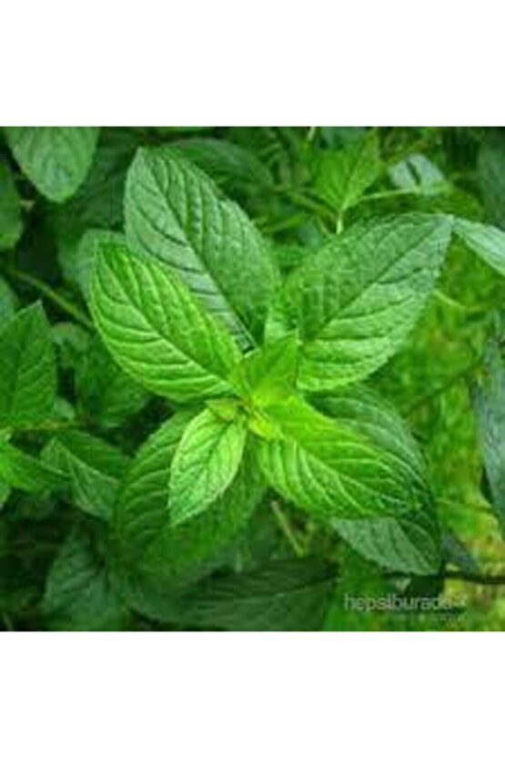 50 Adet Geleneksel Yediveren Nane Tohumu