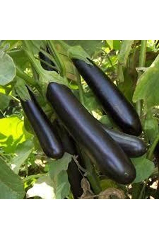 10 Adet Tohum Kemer Palıcan Tphumu Orjinal Yerli Tohum Kemer Patlıcanı Tohumu Sürpriz Hediye Tohumlu