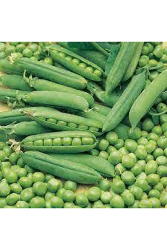 10 Adet Tohum Organik Orjinal Geleneksel Bezelye Tohumu