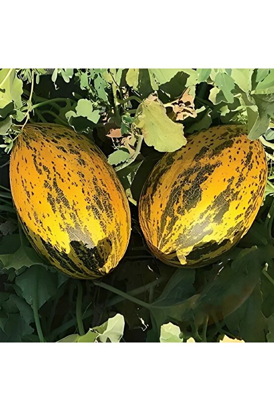 Yerli Ata Kırkağaç Kavunu Tohumu 5 G Takribi 70 Tohum - Açık Tohum