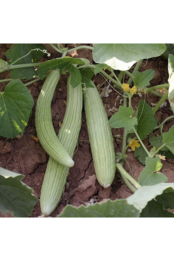 Doğal Yerli Acur Tohumu - 40 Yerli Tohum - Açık Tohum