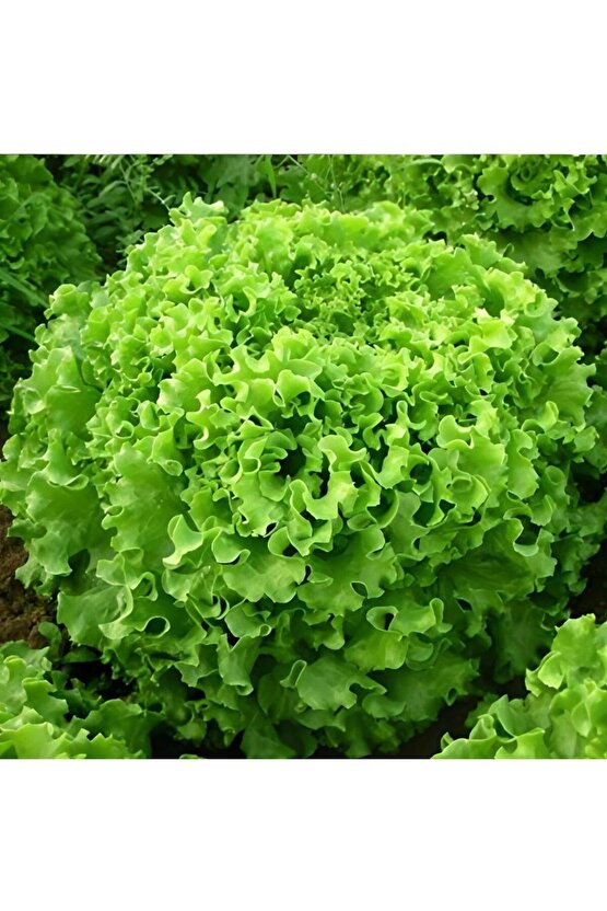 Marul Tohumu Kıvırcık İri Göbekli - 2500 adet - açık yerli tohum