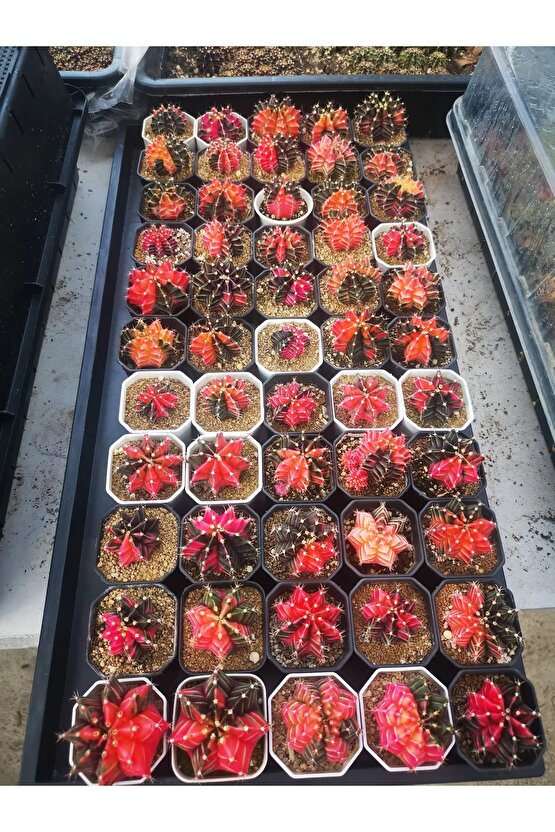 100 Adet Tohum Kaktüs Gymnocalycium Gymno Variegate Mix Karışık Tiger ,lb , Lb Hd, Pink Diamond