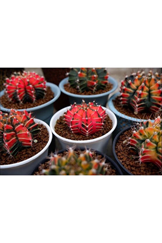 100 Adet Tohum Kaktüs Gymnocalycium Gymno Variegate Mix Karışık Tiger ,lb , Lb Hd, Pink Diamond