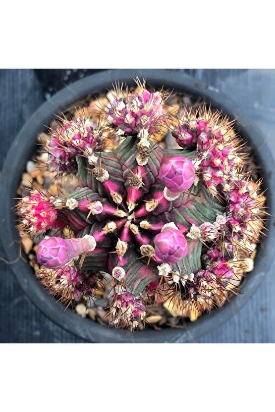100 Adet Tohum Kaktüs Gymnocalycium Gymno Variegate Mix Karışık Tiger ,lb , Lb Hd, Pink Diamond