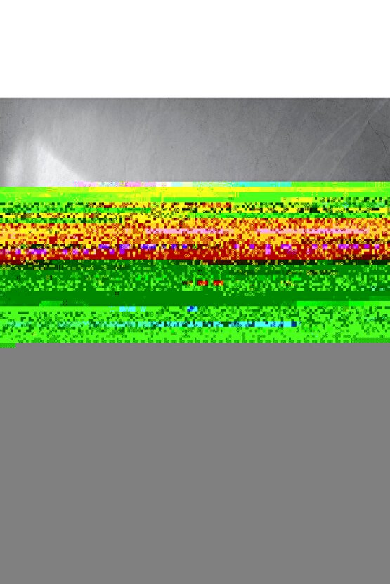 Kış Gülleri Digital Art ( ÇERÇEVESİZ - ÇERÇEVE YOKTUR ) ( ULTRA HD ) FOLYO AFİŞ - POSTER