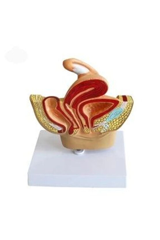 Kadın Pelvik TabanMaketi Model 38