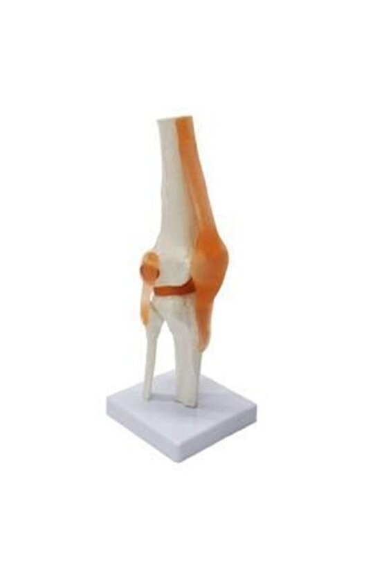 Omurga DizMaketi Model 27