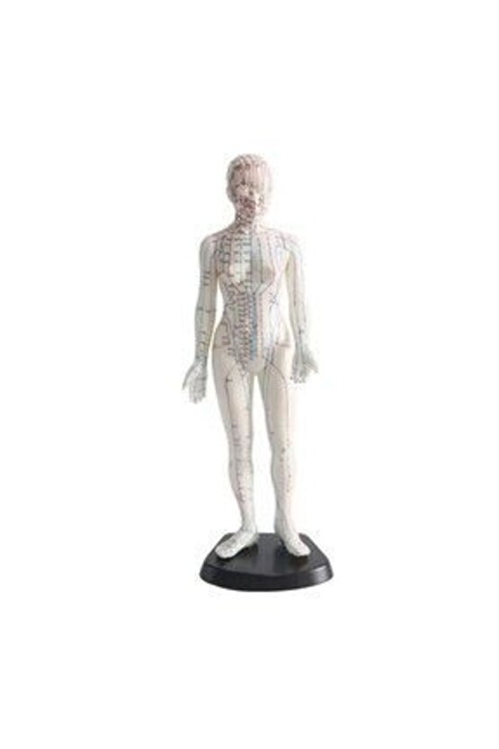 Kadın Akupunktur MaketiModel 56