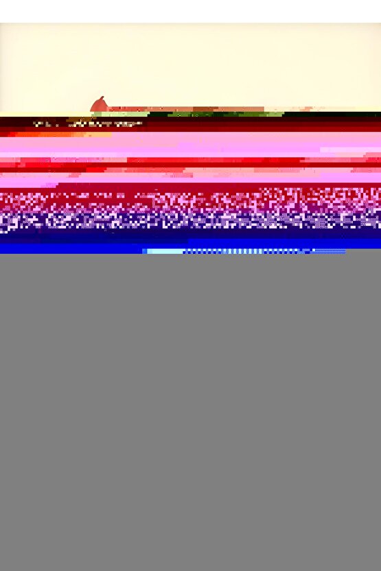 Matisse - Boho - Art Deco - Soyut - Doğa ( 3 lü Çerçevesiz ) Poster - Afiş - Tablo KR2C00936