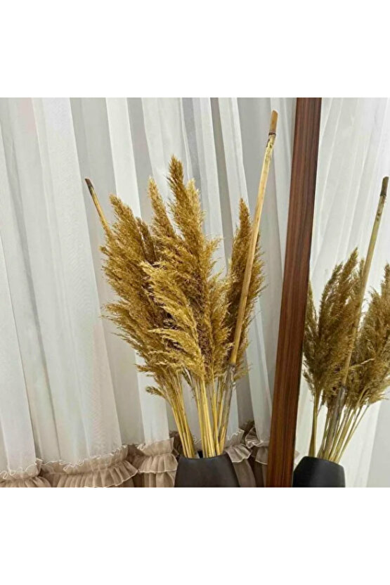 20 Adet Kuru Çiçek Doğal Pampas Dekoratif Ürün