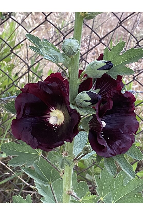 Bordo Hatmi Çiçeği Tohumu 5 Adet